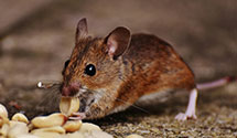 24 Hour & Emergency Exterminators in Shanesville, PA